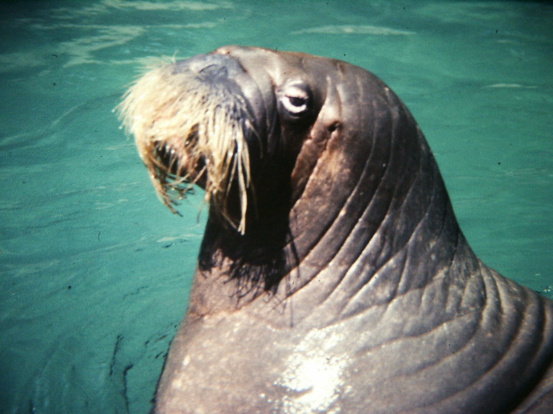 Walrus